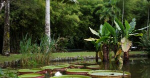 Jardim botânico RJ com diversas plantas, flores coloridas e caminhos de pedra.