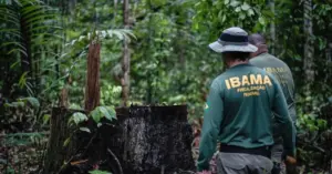 Funcionários do Ibama com uniforme de costas trabalhando em um floresta / Concurso Ibama