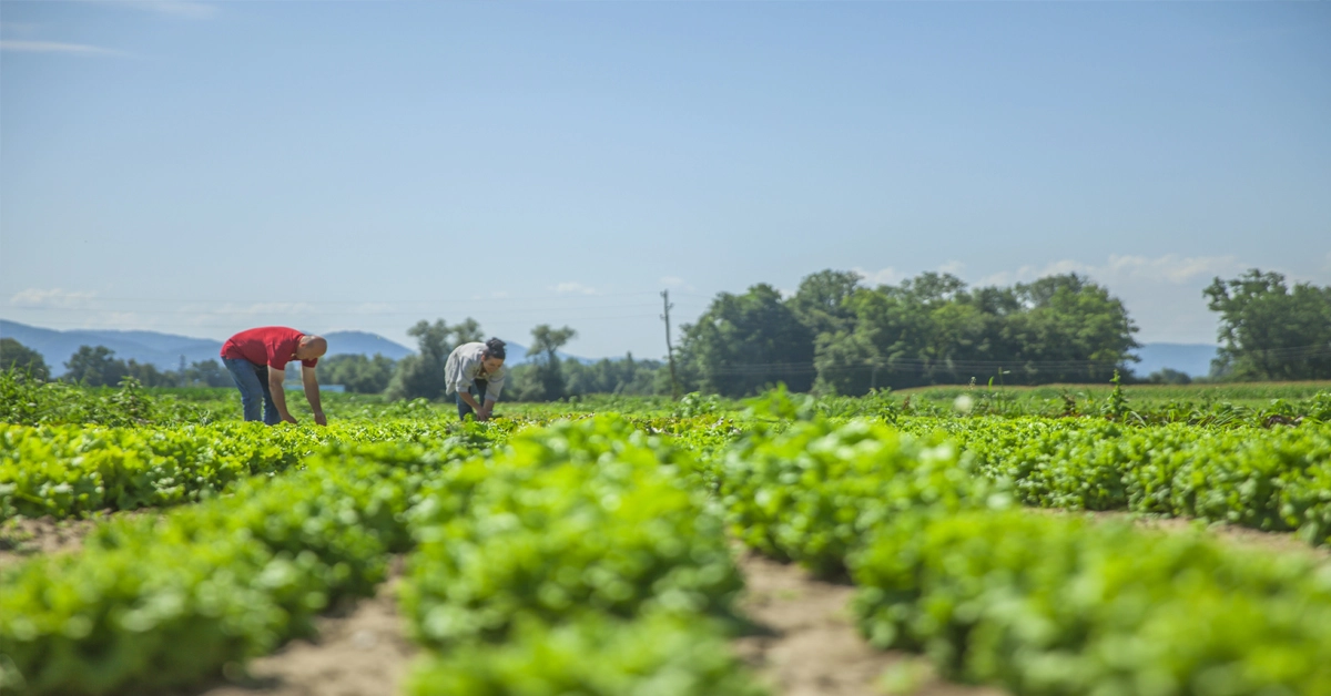 Agricultores trabalhando em plantação / Concurso Embrapa